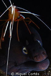 Moray with hat. by Miguel Cortés 